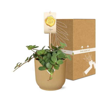 Peperomia 'Hope' in yellow elho Vibes Fold - ↕20cm - Ø14cm
