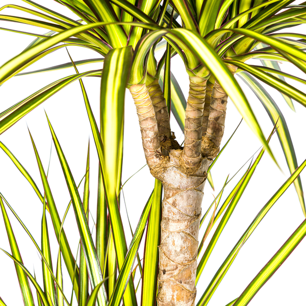 Dracaena Marginata Sunray - ↕100-110cm - Ø21cm - Drakenplant