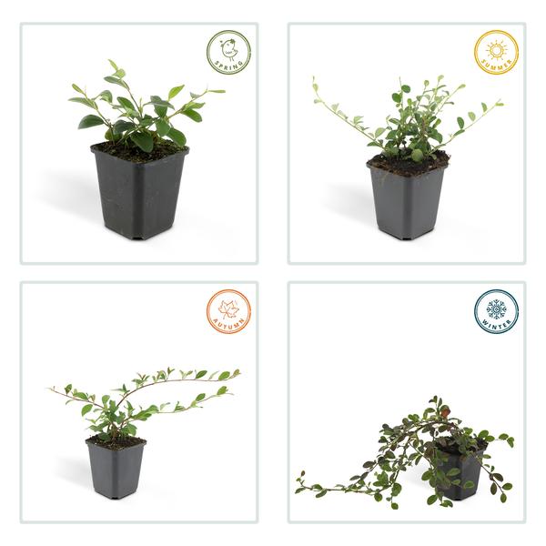 Cotoneaster Dammeri - ↕10-25cm - Ø9cm - Bodembedekker - Borderplant - 40x