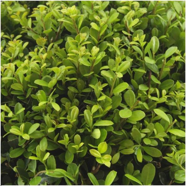 Ilex Crenata 'Jenny' - ↕15cm - Ø7cm - 8x6 pack - 48x