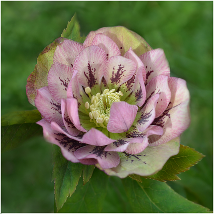 Helleborus Specials - Róża świąteczna - ↕25cm - Ø14cm - 3x