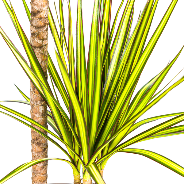 Dracaena Marginata Sunray - ↕80-100cm - Ø19cm - Drakenplant