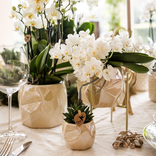 Witte orchidee 'Nazaré' + Pearl sierpot Travertine - Ø9cm - Bloeiende kamerplant