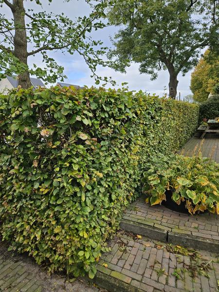 Fagus Sylvatica - Beukenhaag - Blote wortel - ↕60-80cm - 25x