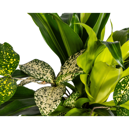 Dracaena mix Combo - ↕60cm - Ø17cm