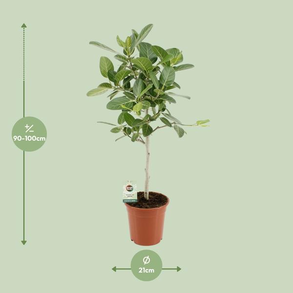 Ficus Benghalensis Petite Audrey - ↕75cm - Ø21cm