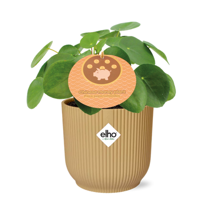 Pilea Peperomioides - Pancake plant - ↕12cm in elho Vibes Fold Ø14cm yellow