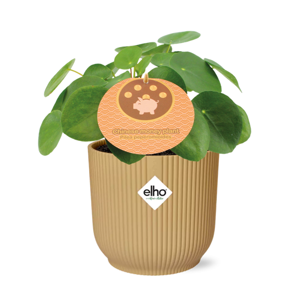 Pilea Peperomioides - Pannenkoekplant - ↕12cm in elho Vibes Fold Ø14cm geel