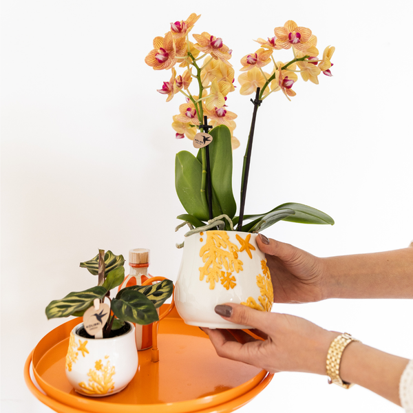 Planten set Coral Oranje - Set met oranje Phalaenopsis orchidee Jamaica Ø9cm en groene plant Calathea Ø6cm - met oranje keramieken sierpotten