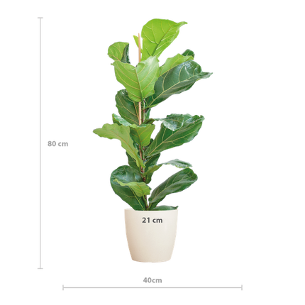 Ficus Lyrata met Viber pot wit - ↕80cm - Ø21cm