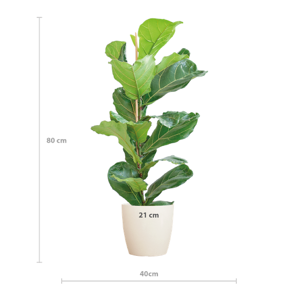 Ficus Lyrata met Viber pot wit - ↕80cm - Ø21cm