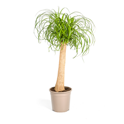 Beaucarnea Recurvata stængel - Elefantfodplante - ↕90cm - Ø24cm