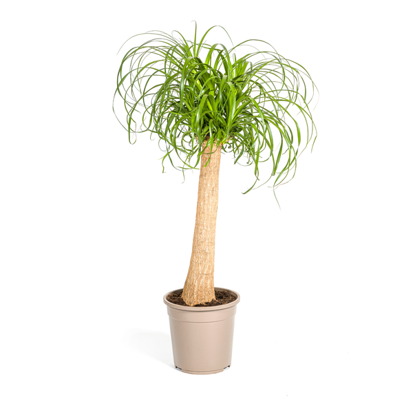Beaucarnea Recurvata Stam - Olifantenpoot Plant - ↕90cm - Ø24cm