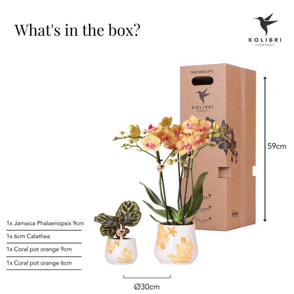 Planten set Coral Oranje - Set met oranje Phalaenopsis orchidee Jamaica Ø9cm en groene plant Calathea Ø6cm - met oranje keramieken sierpotten