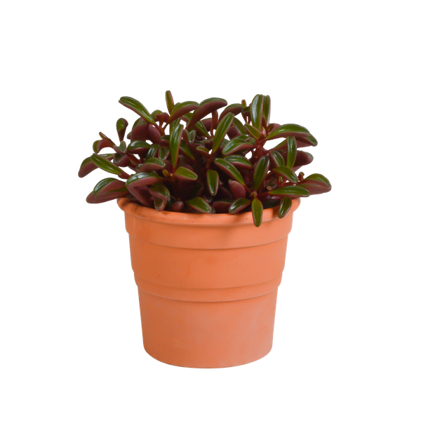 Peperomia Graveolens - en maceta de terracota
