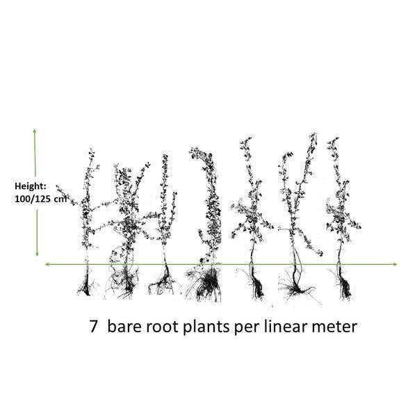 Crataegus Monogyna - Eenstijlige Meidoorn - Blote wortel - ↕100-125cm - 75x
