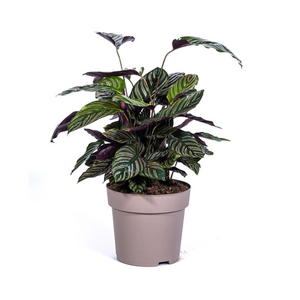 Calathea Ornata Sanderiana - ↕70cm - Ø27cm