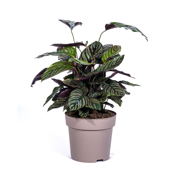 Calathea Ornata Sanderiana - ↕70cm - Ø27cm