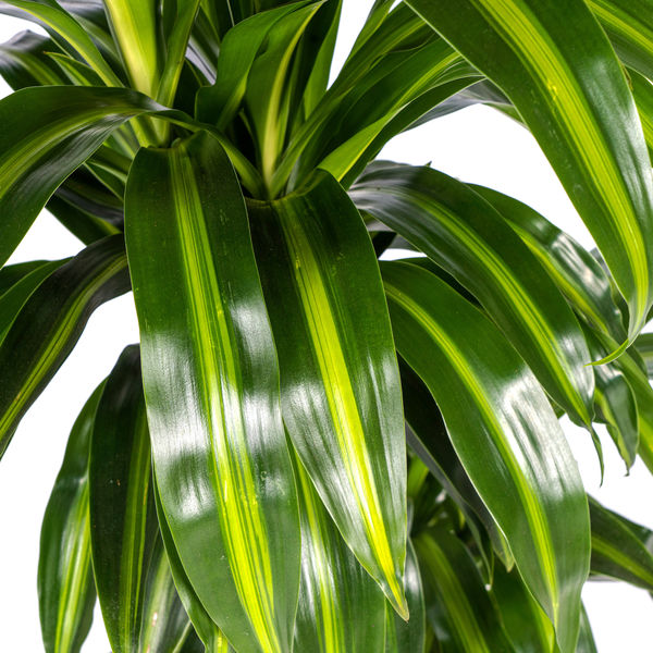 Dracaena Deremensis Hawaiian Sunshine - ↕100cm - Ø21cm