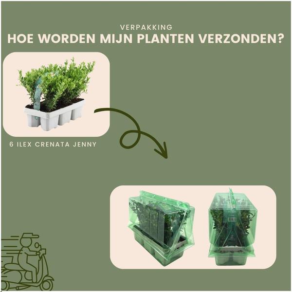 Ilex crenata 'Jenny' - Ø7cm - ↕15cm - 6x
