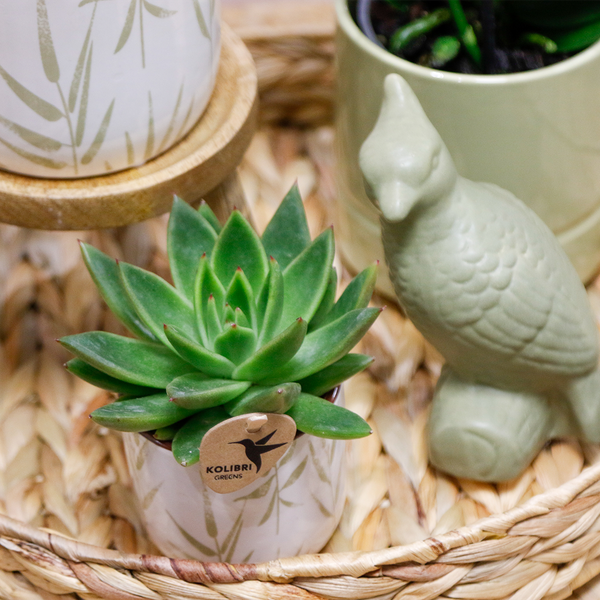 Gift set Love white- Plantenset met witte Phalaenopsis Orchidee en Succulenten incl. keramieken sierpotten