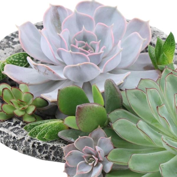 ROOTLESS Echeveria mini mix box - 10x