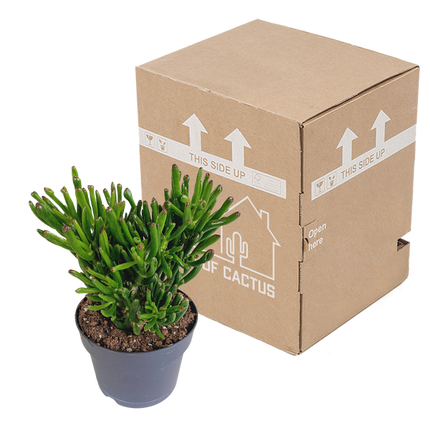 Crassula gollum ↕35cm - Ø17cm