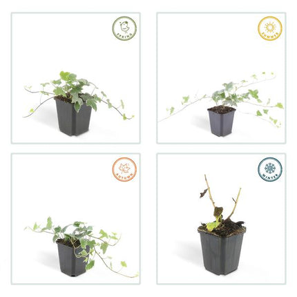 Hedera Helix 'Glacier' - ↕10-25cm - Ø9cm - Klimop - Bodembedekker - 6x