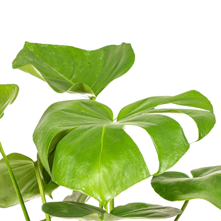 Monstera Deliciosa Tauerii - ↕60cm - Ø17cm - Hole plant