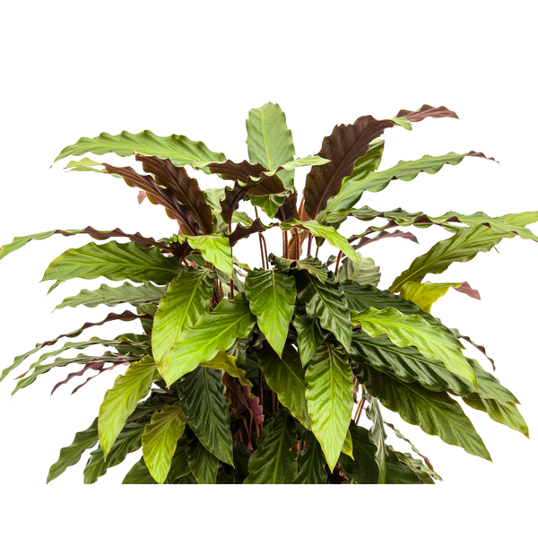 Calathea Rufibarba - ↕70cm - Ø27cm