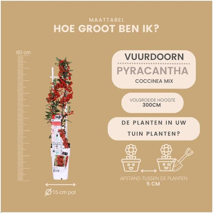 Pyracantha Coccinea mix - Vuurdoorn - ↕60cm - Ø12cm - 3x
