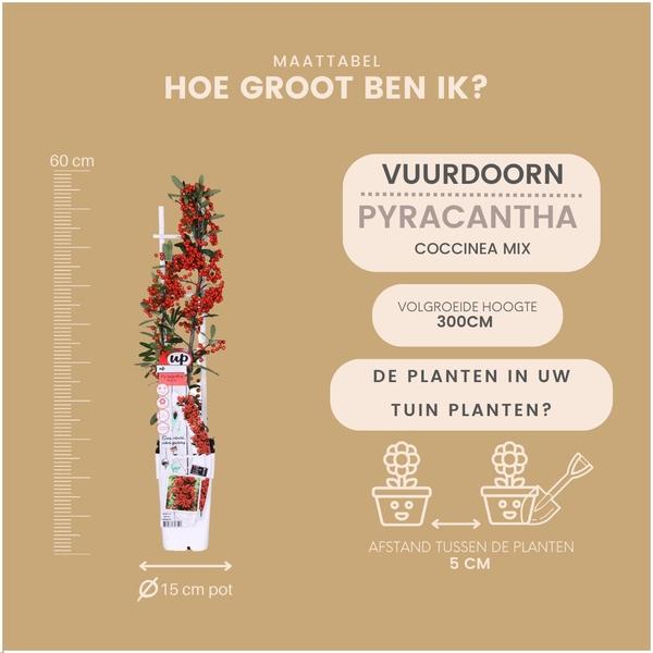 Pyracantha Coccinea mix - Vuurdoorn - ↕60cm - Ø12cm - 3x