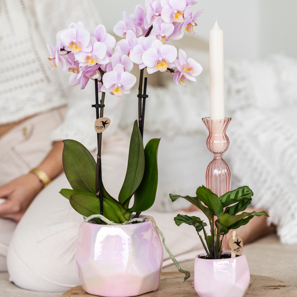 Maceta Kolibri Home I Pearl - Rosa - Ø6cm