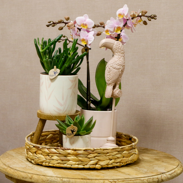 Gift set Love pink - Plantenset met roze Phalaenopsis Orchidee en Succulenten incl. keramieken sierpotten