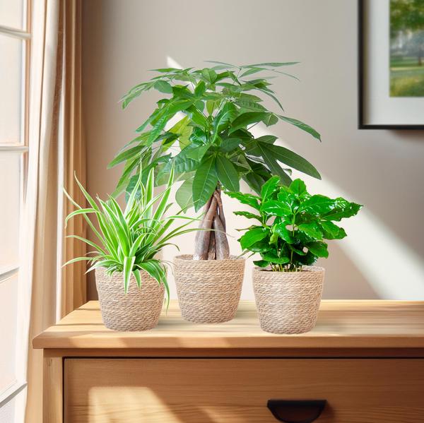 Diervriendelijke Plantenbox - klein - met Mand Sofia naturel - Ø12cm
