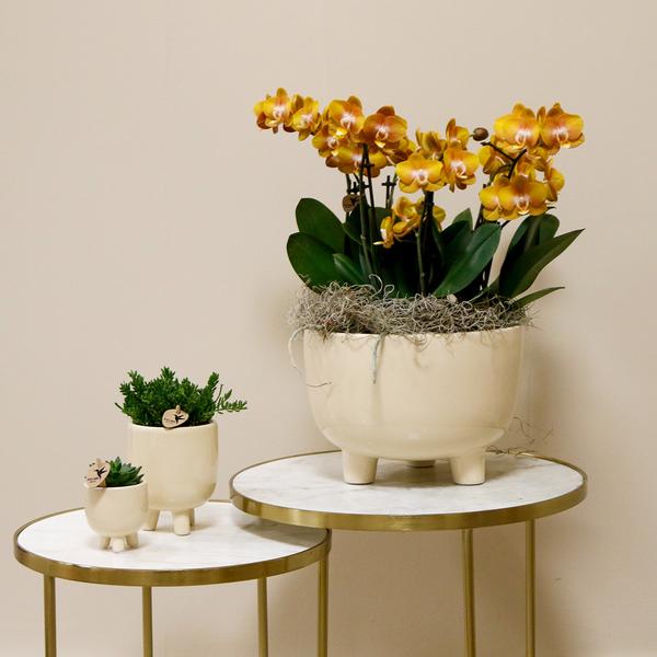 Oranje plantenset in Gummy dish incl. waterreservoir - Drie oranje orchideeën | Mono Bouquet oranje met zelfvoorzienend waterreservoir