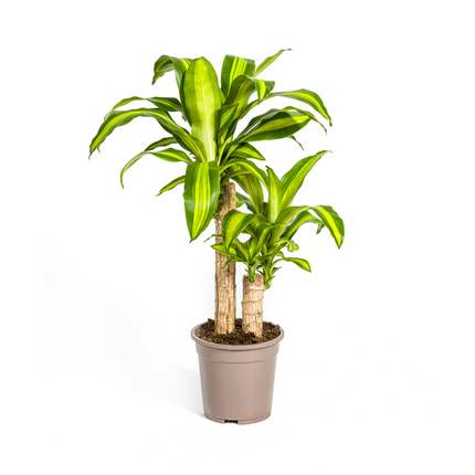 Dracaena Fragrans Massangeana - Drageplante - ↕80cm - Ø19cm