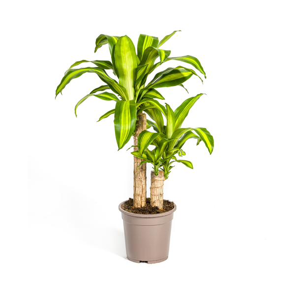 Dracaena Fragrans Massangeana - Pianta del drago - ↕80cm - Ø19cm