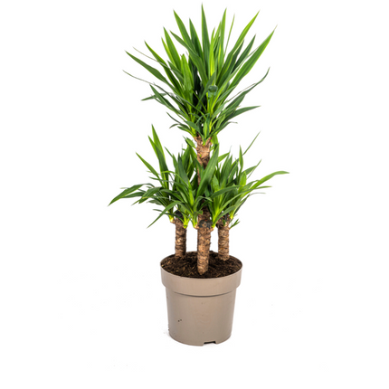 Yucca Elephantipes - ↕100cm - Ø30cm