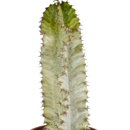 Euphorbia Marmorata - Ø17cm
