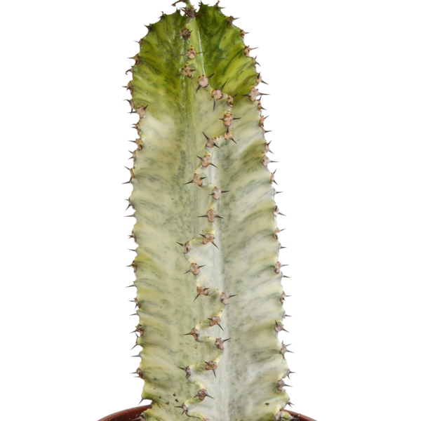 Euphorbia Marmorata - Ø17cm