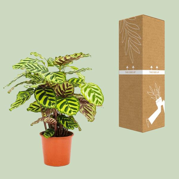 Calathea Makoyana - ↕45cm - Ø14cm