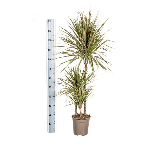 Dracaena Marginata Bicolor - ↕120cm - Ø21cm - Drakenplant