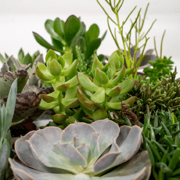 Vetplanten Mix - 18 stuks - ↕10cm - Ø8,5