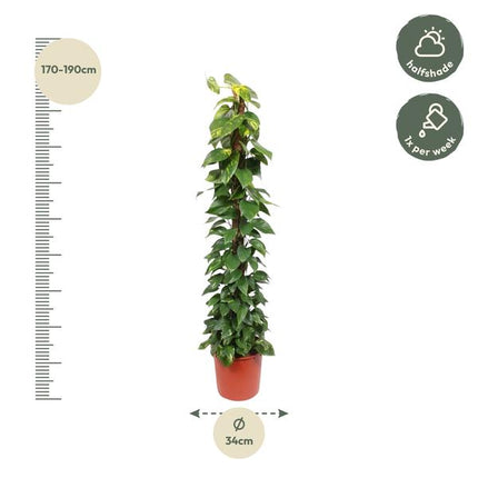 Epipremnum Aureum moss stick - ↕180cm - Ø34cm