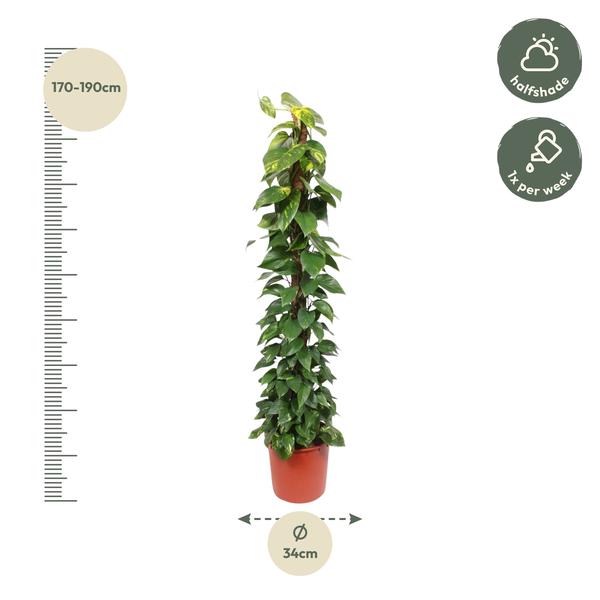 Epipremnum Aureum mospind - ↕180cm - Ø34cm