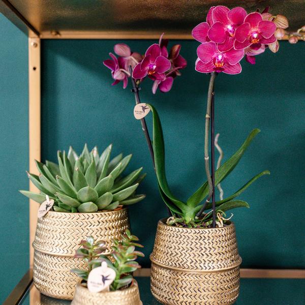 Roze Phalaenopsis orchidee – Treviso in Groove pot goud – Ø12cm – ↕35cm - Bloeiende kamerplant in bloempot