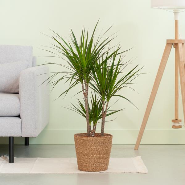 Dracaena Marginata - met naturel mand - ↕95cm - Ø21cm - Drakenplant