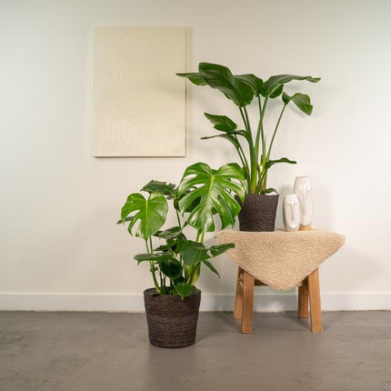 Strelitzia Nicolai - ↕85cm - Ø19cm + Monstera Deliciosa - ↕75cm - Ø21cm