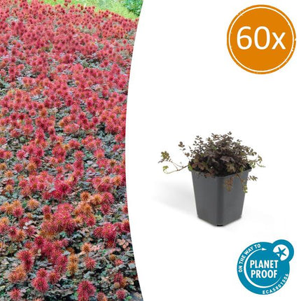 Acaena microphylla 'Kupferteppich' - Tornet Burnet - ↕10-25cm - Ø9cm - Bunddække - 60x